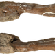 Top and bottom views of the cancerous dinosaur fibula.